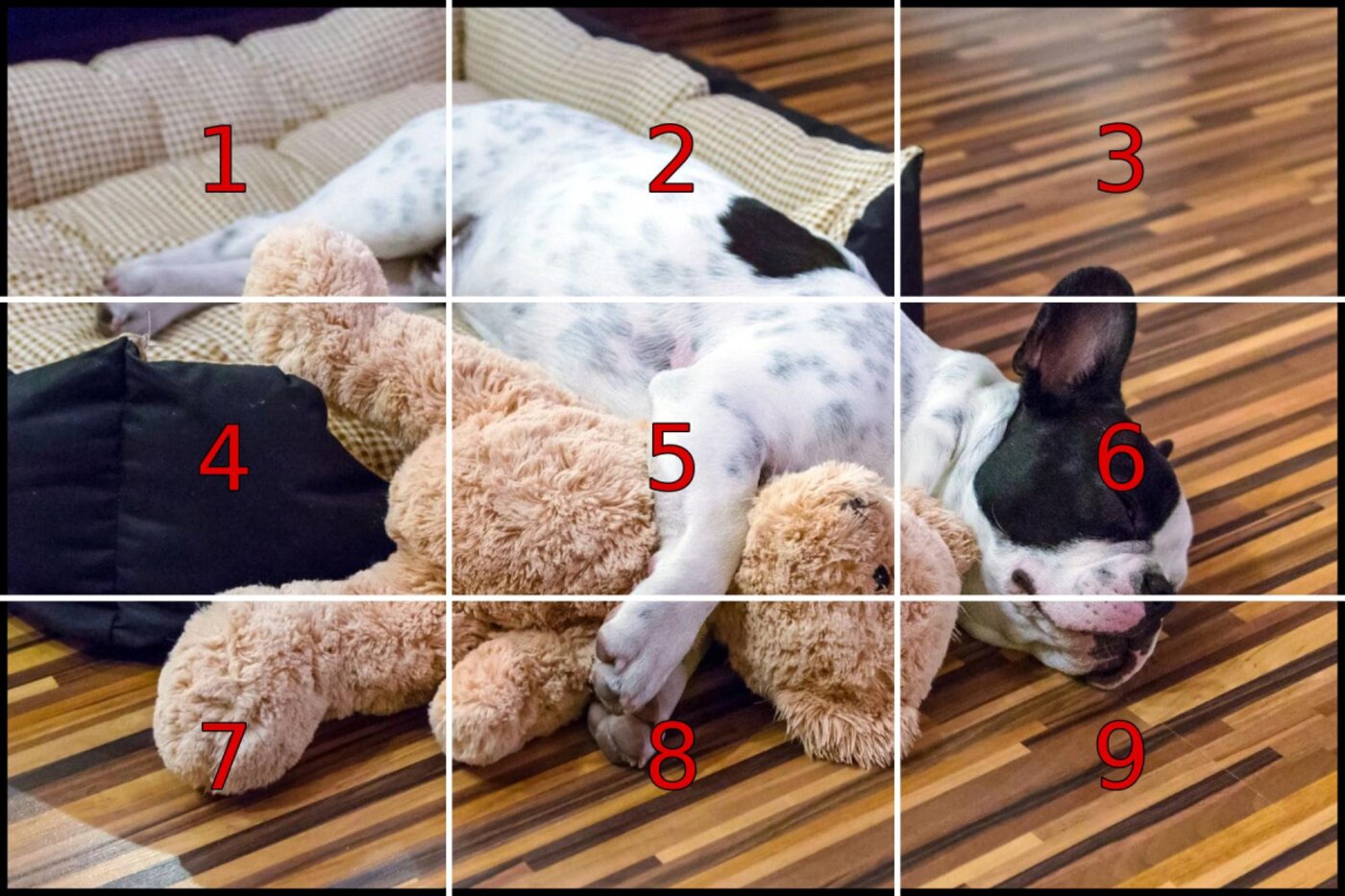 A sleeping French bulldog with a plush toy, overlaid with a 3×3 patch grid
